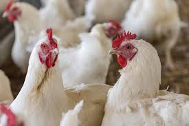 Snowwhite Chickens — Premium Broilers